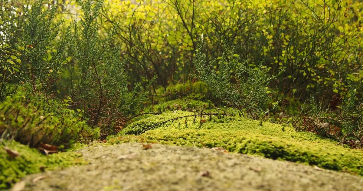 comment Reparer Son Acces 192 168 1 1